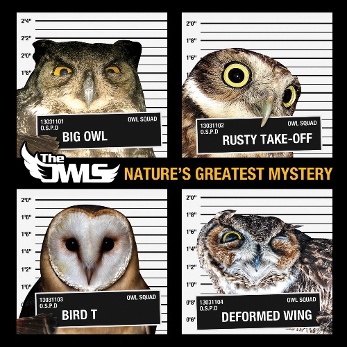the-owls-natures-greatest-mystery-artwork.jpg